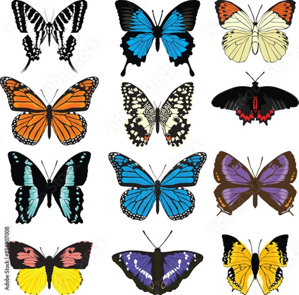 Obraz Realistic Butterfly vector illustration with wings spread out flying.
