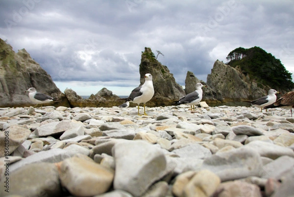 Obraz seagull and rock