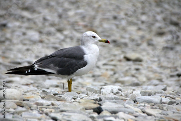 Obraz seagull