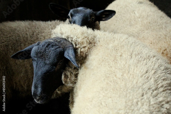 Obraz two sheep