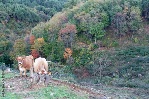 Obraz Highland dairy and cows