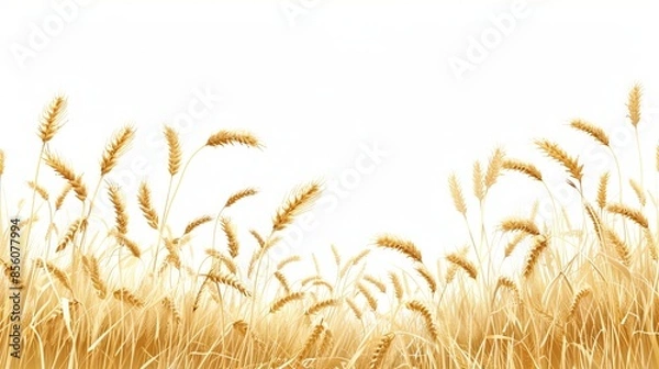 Fototapeta Vector illustration of wheat ear field over white background