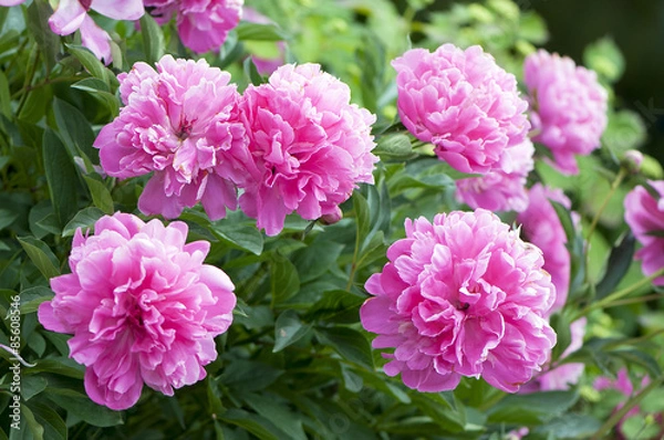 Obraz Pivoine