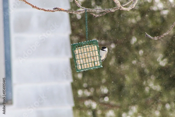 Fototapeta Chickadee on Suet Block