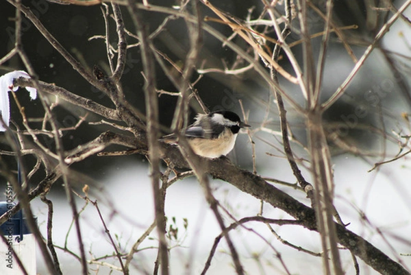 Obraz Chickadee in Winter