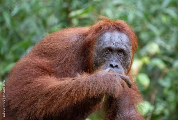 Fototapeta Orangutan