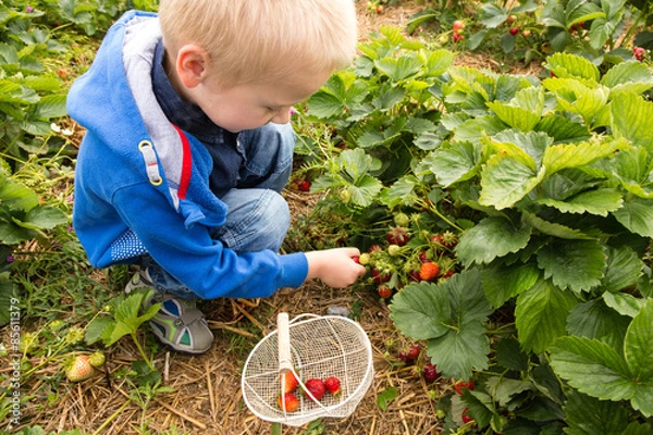 Obraz Ein Junge pflückt Erdbeeren