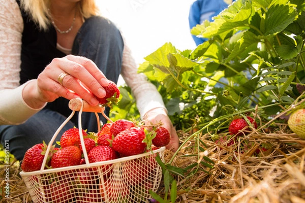 Obraz Erdbeeren selber pflücken