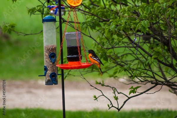 Fototapeta Baltimore Oriole Bird at Feeder