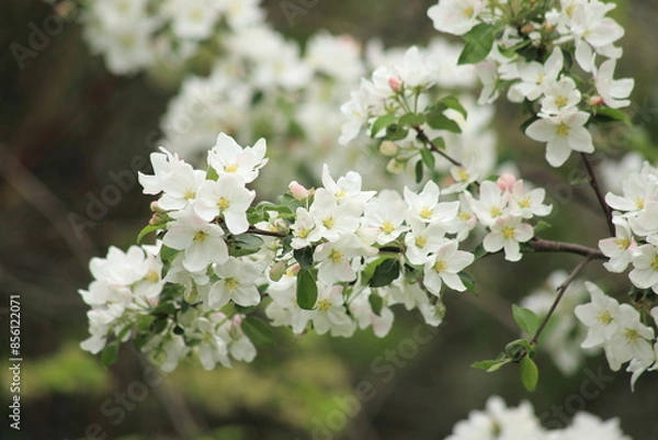 Obraz Background of white apple blossoms. High quality photo
