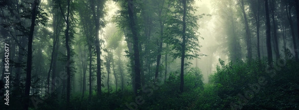 Fototapeta lush green forest in fog, natural jungle panorama
