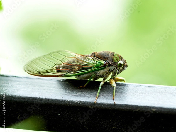 Fototapeta Macro Close Up Shot of Annual Cicada