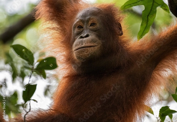 Fototapeta Orangutan