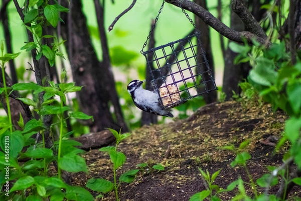 Obraz Hairy Woodpecker Spring