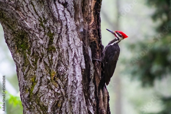 Obraz Pileated Woodpecker on Tree