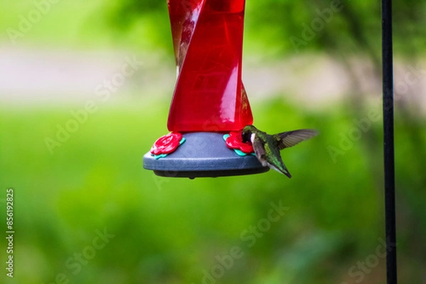 Fototapeta Ruby Throated Hummingbird Feeding