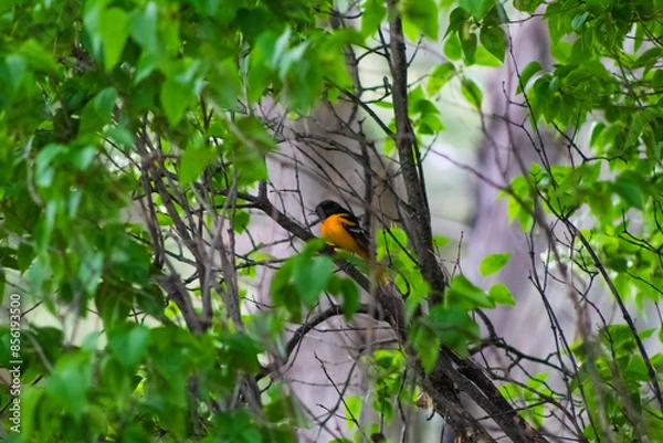 Obraz Baltimore Oriole in Branches