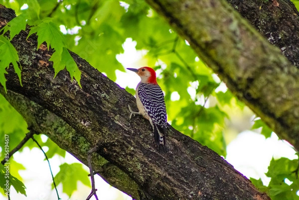 Fototapeta Red Bellied Woodpecker
