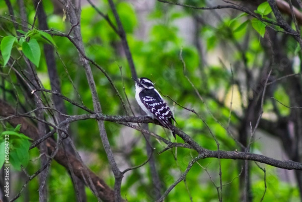 Fototapeta Downy Woodpecker in Branches