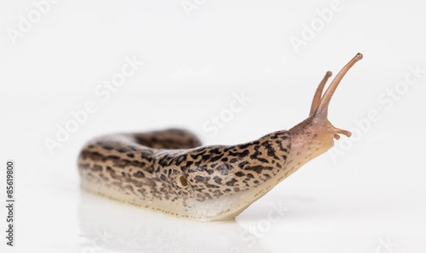 Fototapeta Lampart Slug Zamknij się, pokazując płaszcz, macki i zapalenie płuc, pory oddechowe.