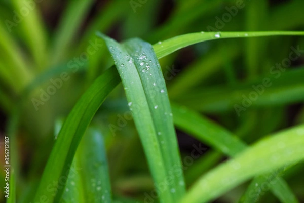 Fototapeta Blades of Grass with Water Droplets