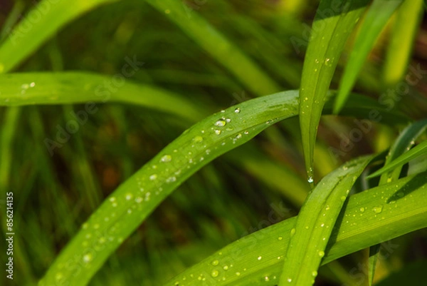 Obraz Water Droplets on Blades of Grass