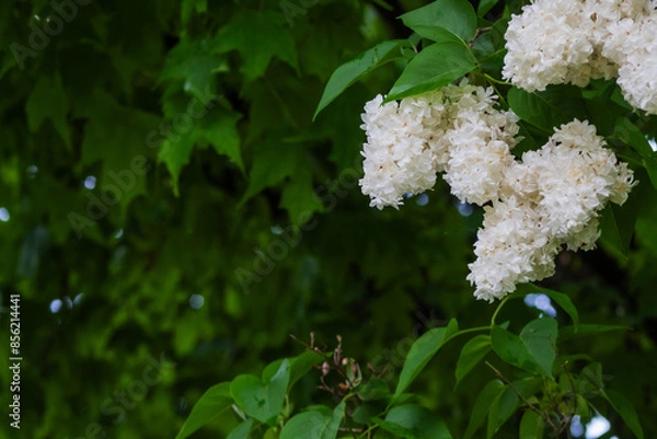 Fototapeta White Lilac Bush