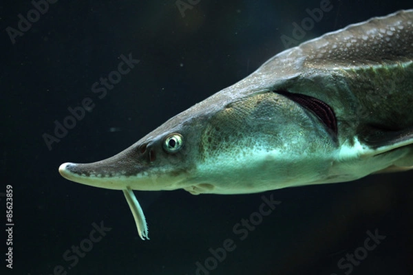 Fototapeta Sterlet (Acipenser ruthenus).