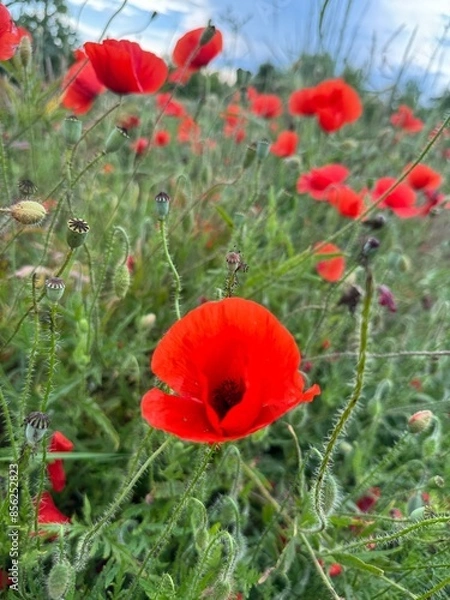 Obraz Red Poppy Fields under a Blue Sky