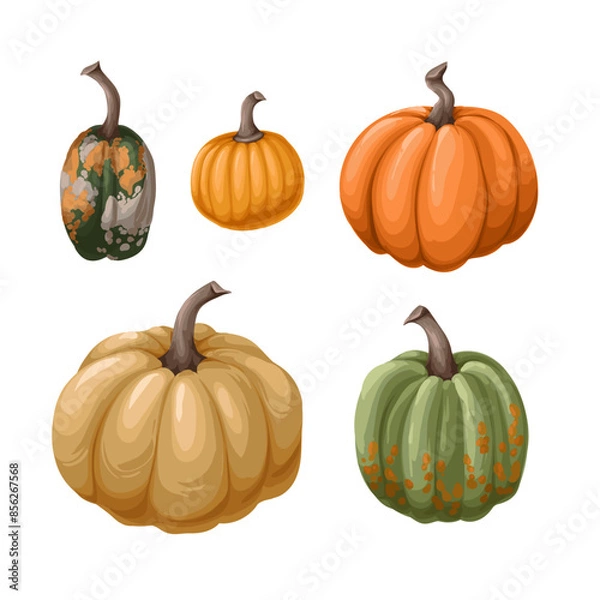 Fototapeta Different pumpkins isolated. Vector.
