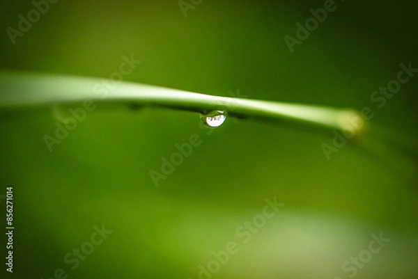 Obraz water drop on green leaf