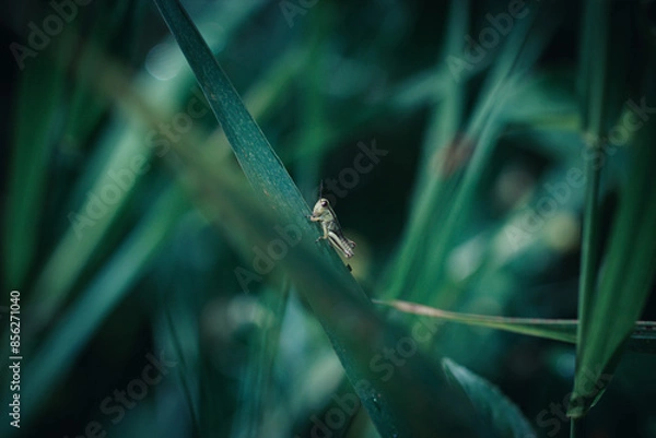 Obraz grasshopper on leaf