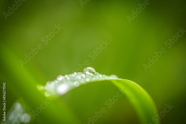 Obraz water drops on a grass