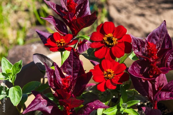 Obraz Red Flowers Zinnia