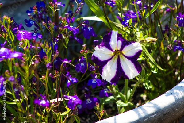 Fototapeta Purple Petunia Flowers