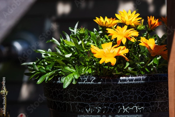 Fototapeta Yellow Flowers