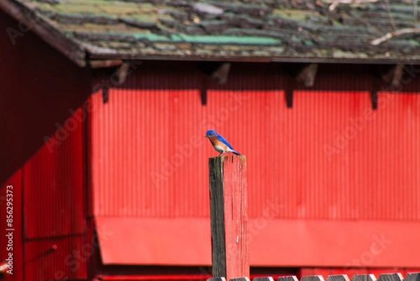 Fototapeta Bluebird by Barn
