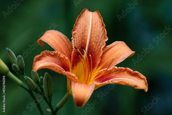 Fototapeta Orange Lilly
