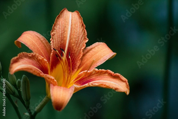 Fototapeta Orange Lilly