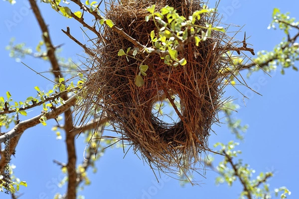 Obraz Bird's nest