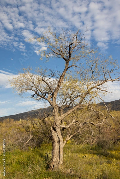 Fototapeta Large bare tree in Saguaro National Park, Arizona