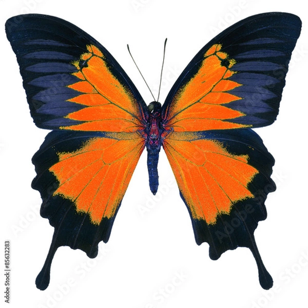 Obraz fancy butterfly isolated on white