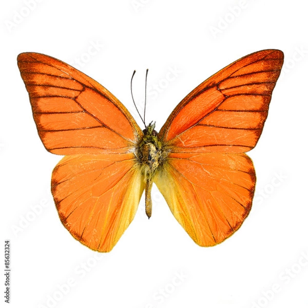 Obraz Orange Albatross Butterfly