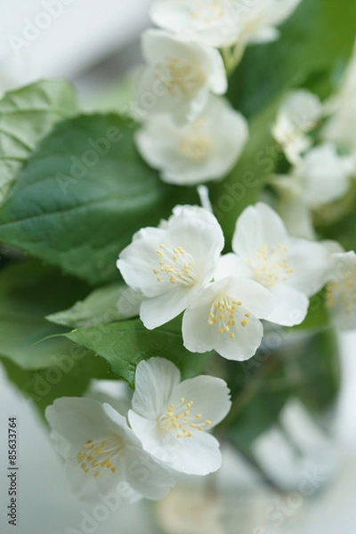 Fototapeta Жасмин