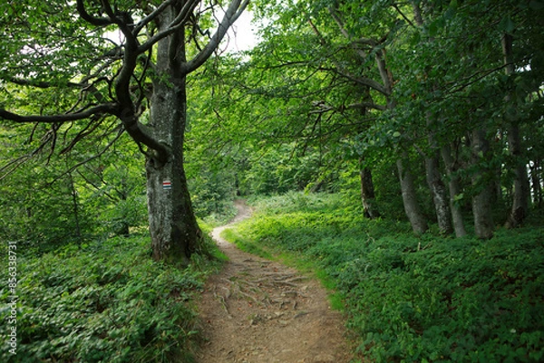 Fototapeta Footpath in the forest near Okraglik peak in Bieszczady Mountains, Poland