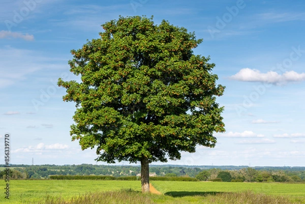 Fototapeta field maple