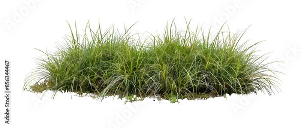Obraz Lush Green Grass Bunch on Transparent Background Perfect for Natural Themes, nature-themed designs, landscaping concepts, and digital marketing presentations.
