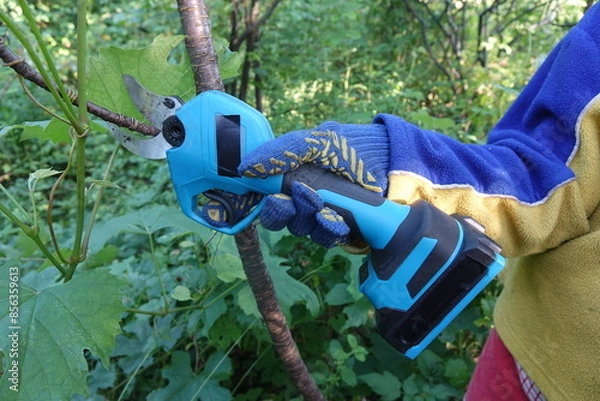 Obraz Pruning trees with electric pruning shears branch cutter automatic with battery to easyprune branches of trees. Gardening electric tool equipment.