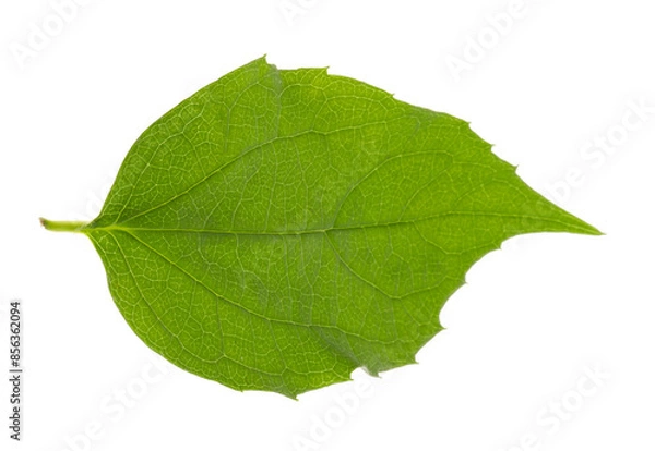 Fototapeta Fresh green jasmine leaf isolated on white