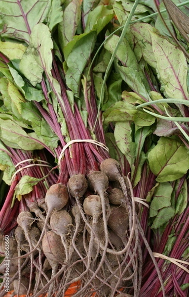 Obraz Freshly Picked Young Beets and Greens